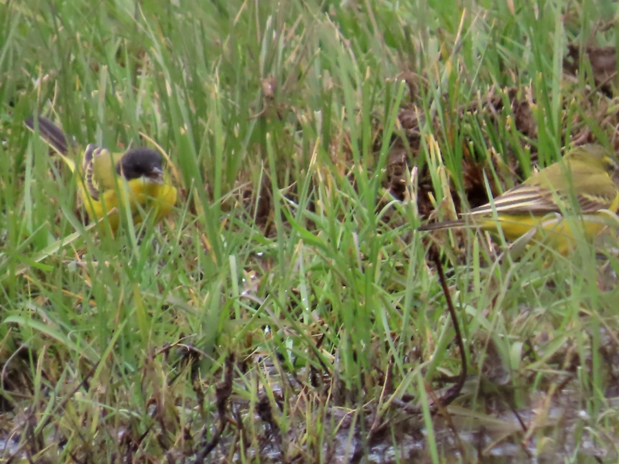 Western Yellow Wagtail
